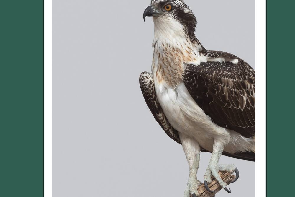 Bird canvas gift idea featuring a photographed osprey
