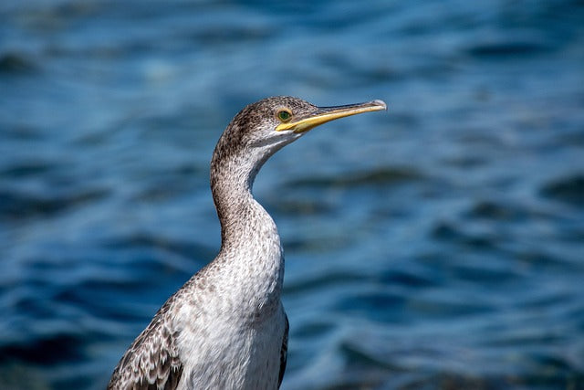 Phone Photography Tips for Birders: Get Sharper Shots