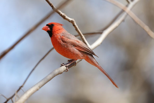 Cardinal Portrait Ideas: Turn Your Backyard Sightings Into Art