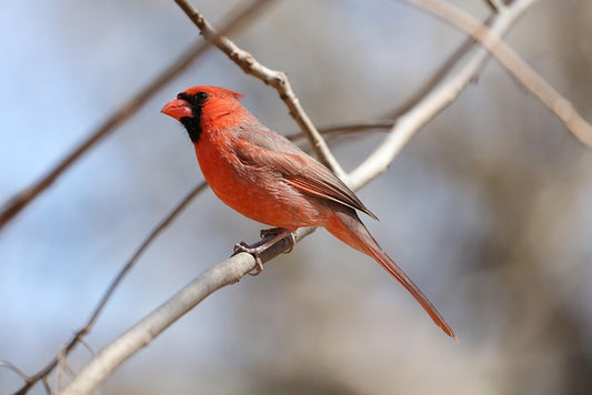 Cardinal Portrait Ideas: Turn Your Backyard Sightings Into Art