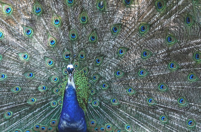 What Is a Bird Life List and How to Start One