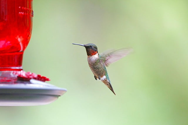 Best Backyard Birds to Photograph This Season