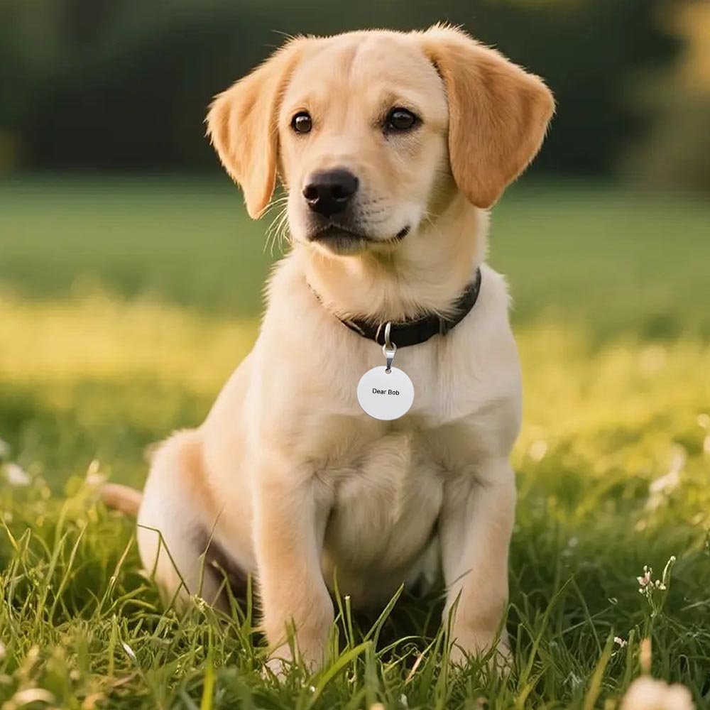 Custom Gold Round Pet Tag with Personalized Engraving